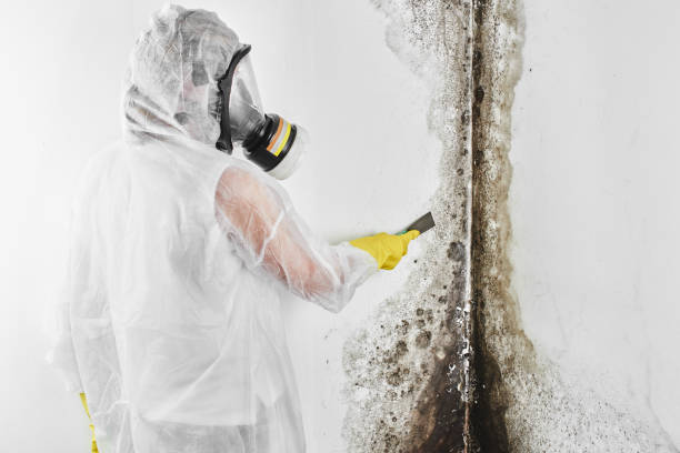 Best Industrial Mold Remediation in Au Sable, MI