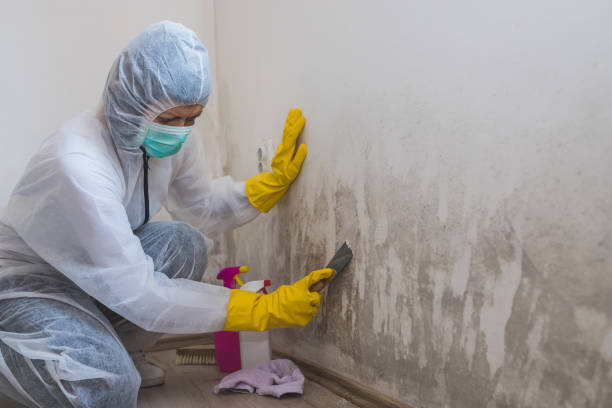Best Localized Mold Remediation (e.g., coastal areas, humid climates) in Au Sable, MI
