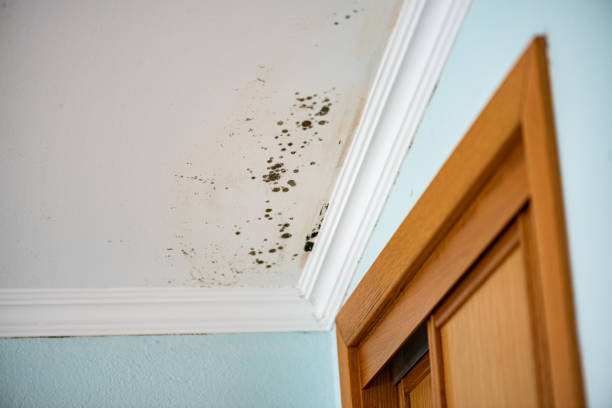 Best Bathroom Mold Remediation in Au Sable, MI