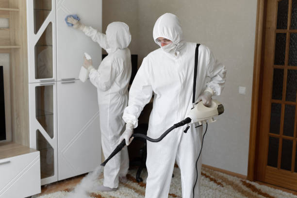 Best Post-Flood Mold Remediation in Au Sable, MI