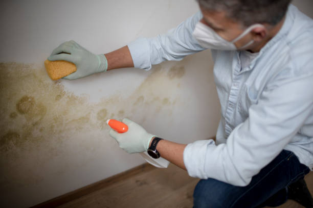 Best Kitchen Mold Remediation in Au Sable, MI