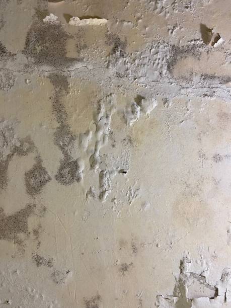 Best Crawl Space Mold Remediation in Au Sable, MI