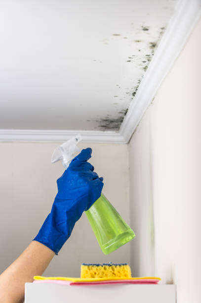 Best HVAC Mold Remediation in Au Sable, MI