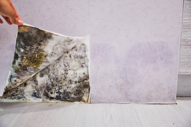 Best Attic Mold Remediation in Au Sable, MI